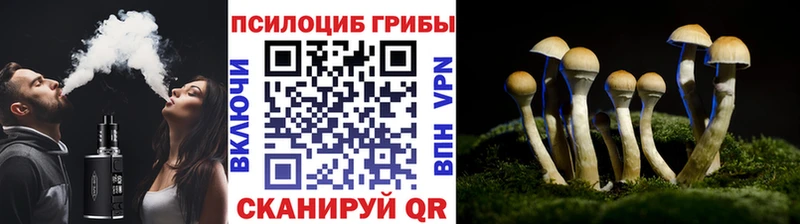 Купить закладки  Славгород  Псилоцибиновые грибы GOLDEN TEACHER 